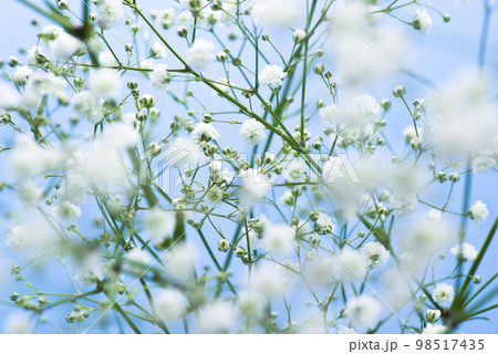 青い背景。白いカスミソウの花のクローズアップ写真です。学名はGypsophila elegans 98517435