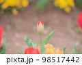 チューリップのつぼみ 98517442