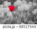赤一点チューリップ 98517444