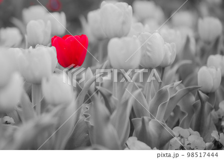 赤一点チューリップ 98517444