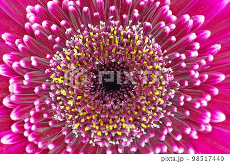 赤色の背景。ピンク色のガーベラの花のクローズアップ写真です。 98517449