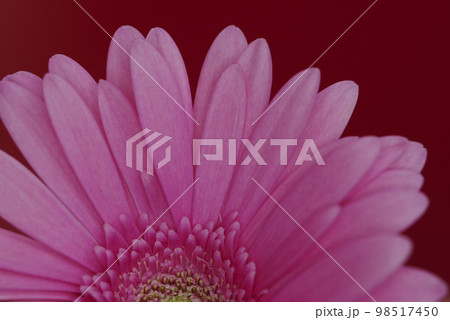 赤色の背景。ピンク色のガーベラの花のクローズアップ写真です。 98517450