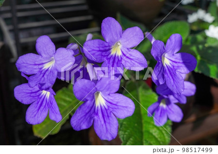 満開の紫色のストレプトカーパスの花 98517499