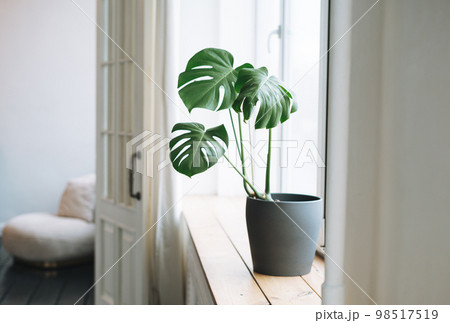 Interior details, a monstera flower in gray pot on the windowsill 98517519