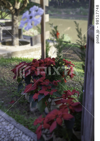 Christmas and New Year decorations in season of greeting 98517748