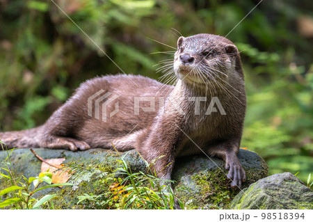 クローズアップしたコツメカワウソのポートレート 98518394