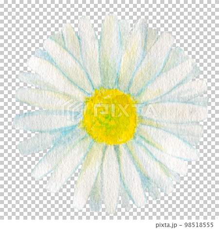 植物の水彩イラスト　白いガーベラ 98518555