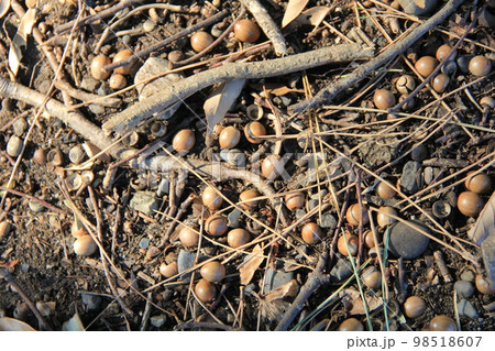 ドングリや松葉、小枝が散在している地面 98518607