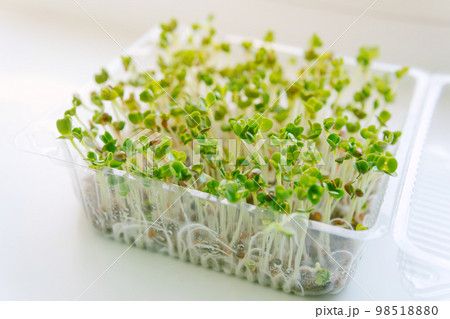 Eco food. Healthy organic food micro greens bio organic edible harvest after sowing. Health ecological gardening, ecology, home business. 98518880
