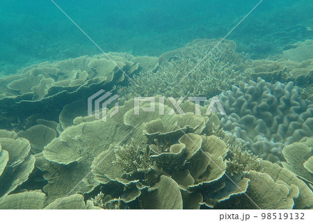 グレートバリアリーフでダイビング グレートバリアリーフでダイビング 98519132