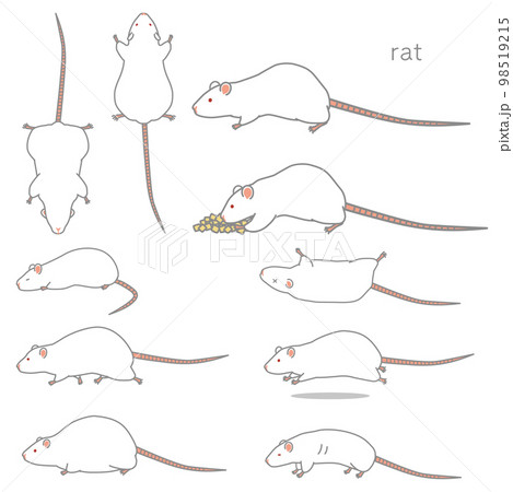 ラットのベクターイラストセット（食事、あおり、ふかん、うつぶせ、走る、太る、やせる） 98519215