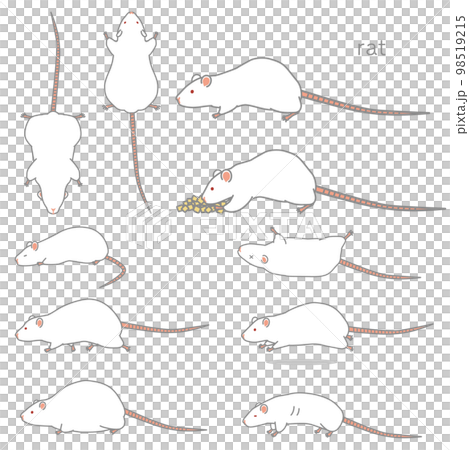 ラットのベクターイラストセット（食事、あおり、ふかん、うつぶせ、走る、太る、やせる） 98519215