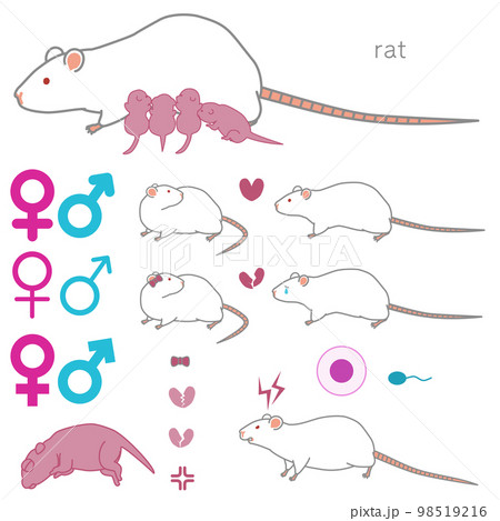 （繁殖する・求愛する・失恋する・攻撃的な）ラットのベクターイラストセット 98519216