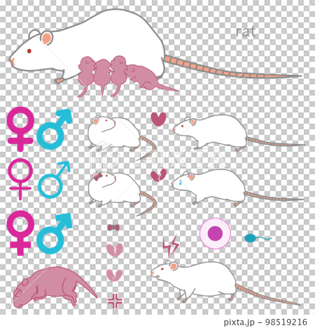 （繁殖する・求愛する・失恋する・攻撃的な）ラットのベクターイラストセット 98519216