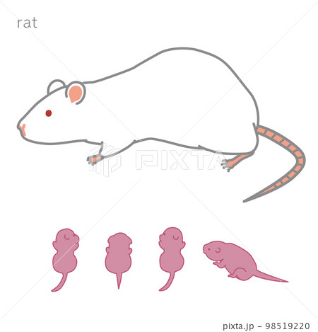 授乳中のラット　個別版 98519220