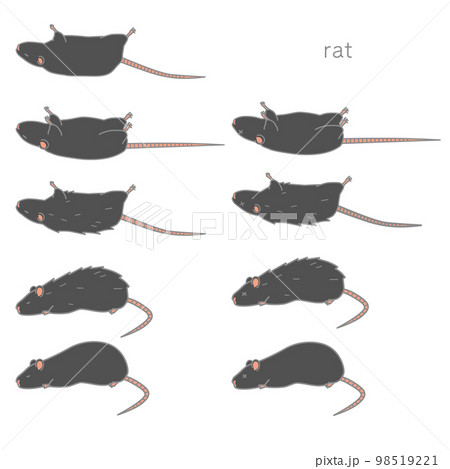 体調の悪い黒いラットのベクターイラストセット 体調の悪い黒いラットのベクターイラストセット 98519221