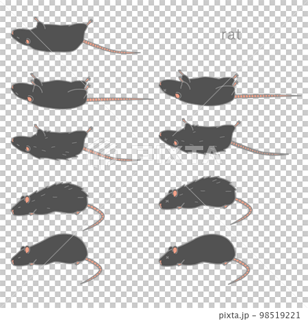 体調の悪い黒いラットのベクターイラストセット 体調の悪い黒いラットのベクターイラストセット 98519221
