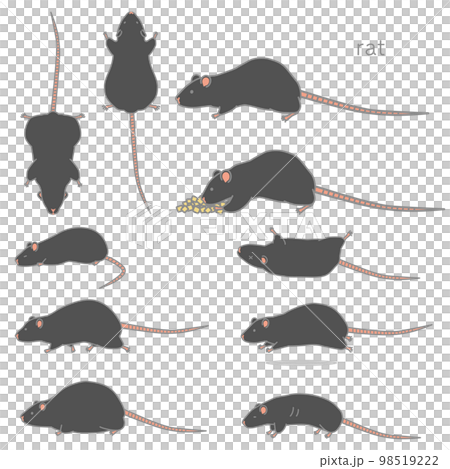 Vector illustration set of black rat (eating, tilting, fussing, lying down, running, getting fat, losing weight) Vector illustration set of black rat (eating, tilting, fussing, lying down, running, getting fat, losing weight) 98519222