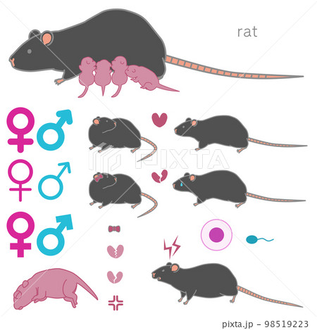 （繁殖する・求愛する・失恋する・攻撃的な）黒いラットのベクターイラストセット 98519223
