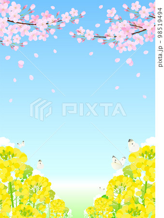 菜の花と桜と蝶 桜吹雪 サクラ ソメイヨシノ  98519494