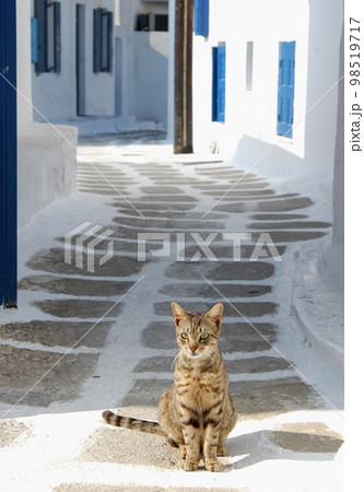 ギリシャ・ミコノス島に住む猫 98519717