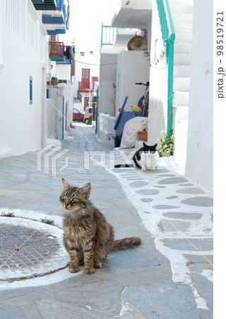 ギリシャ・ミコノス島に住む猫 98519721