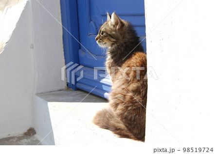 ギリシャ・ミコノス島に住む猫 98519724