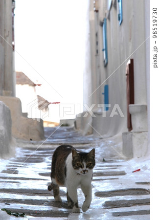 ギリシャ・ミコノス島に住む猫 98519730