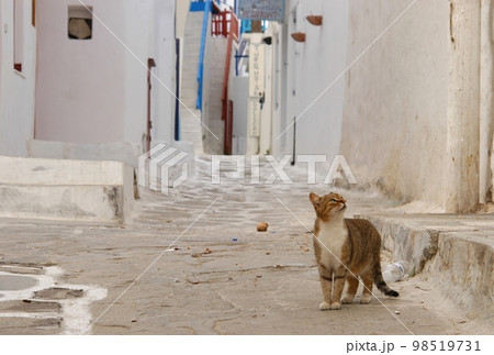 ギリシャ・ミコノス島に住む猫 98519731