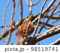 ハチジョウツグミのアップ 98519741
