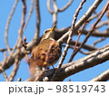 ハチジョウツグミのアップ 98519743