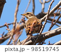 ハチジョウツグミのアップ 98519745