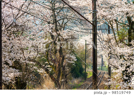 静岡県島田市川根町家山　大井川鉄道と沿線の風景 98519749