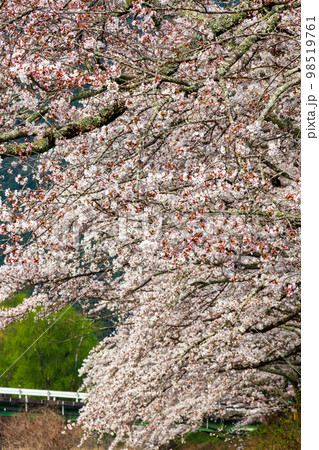 静岡県島田市川根町家山　大井川鉄道と沿線の風景 98519761