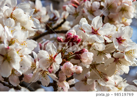 静岡県島田市川根町家山　大井川鉄道と沿線の風景 98519769
