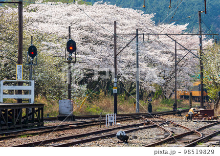 静岡県島田市川根町家山　大井川鉄道と沿線の風景 98519829