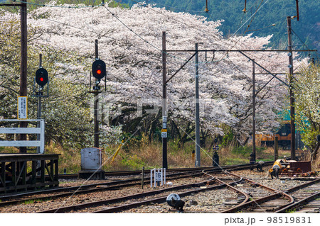 静岡県島田市川根町家山　大井川鉄道と沿線の風景 98519831