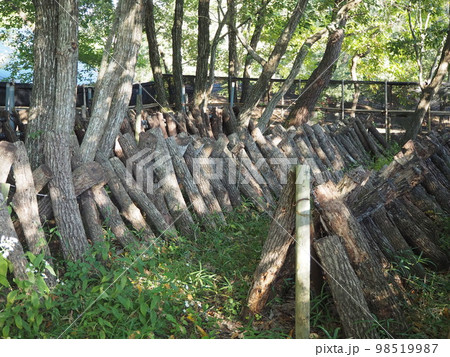 原木しいたけ栽培 98519987