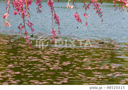 静岡県島田市川根町家山　大井川鉄道と沿線の風景 98520315