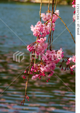 静岡県島田市川根町家山　大井川鉄道と沿線の風景 98520321