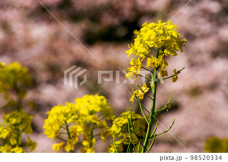 静岡県島田市川根町家山　大井川鉄道と沿線の風景 98520334