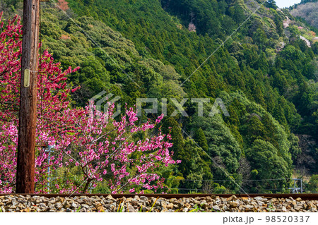 静岡県島田市川根町家山　大井川鉄道と沿線の風景 98520337