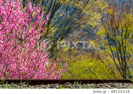静岡県島田市川根町家山　大井川鉄道と沿線の風景 98520338