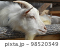 動物園のやぎアップ 98520349