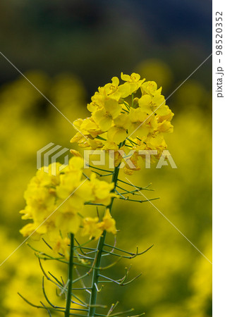 静岡県磐田市岩井　菜の花と桶ヶ谷沼周辺の風景 98520352