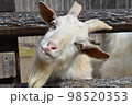動物園のやぎアップ 98520353