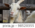 動物園のやぎアップ 98520355