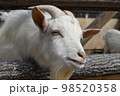 動物園のやぎアップ 98520358