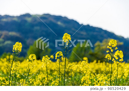 静岡県磐田市岩井　菜の花と桶ヶ谷沼周辺の風景 98520429