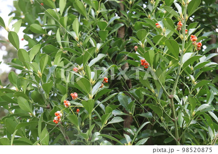 日本の冬の庭に実るマサキの赤い実 日本の冬の庭に実るマサキの赤い実 98520875